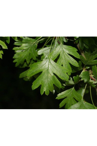 Глід одноматочковий Компакта (кулястий) | Боярышник однопестичный Компакта (шаровидный) | Crataegus monogyna Сompacta