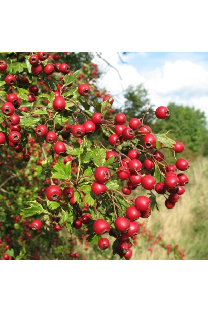 Глід одноматочковий Компакта (кулястий) | Боярышник однопестичный Компакта (шаровидный) | Crataegus monogyna Сompacta