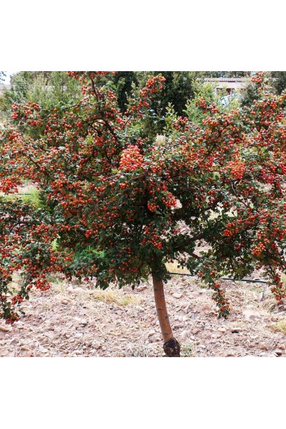 Глід одноматочковий Компакта (кулястий) | Боярышник однопестичный Компакта (шаровидный) | Crataegus monogyna Сompacta