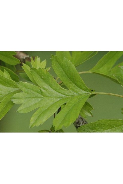 Глід одноматочковий Компакта (кулястий) | Боярышник однопестичный Компакта (шаровидный) | Crataegus monogyna Сompacta