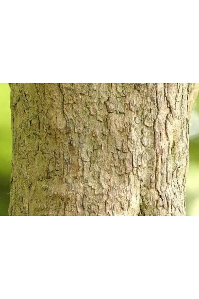 Глід одноматочковий Компакта (кулястий) | Боярышник однопестичный Компакта (шаровидный) | Crataegus monogyna Сompacta