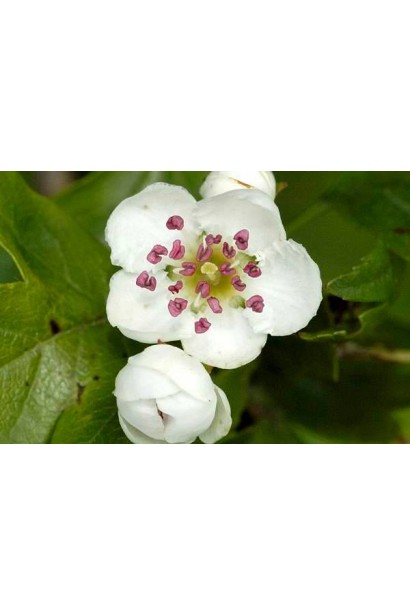 Глід одноматочковий Компакта (кулястий) | Боярышник однопестичный Компакта (шаровидный) | Crataegus monogyna Сompacta