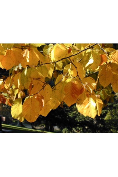 Бук лісовий жовто-червоне листя восени