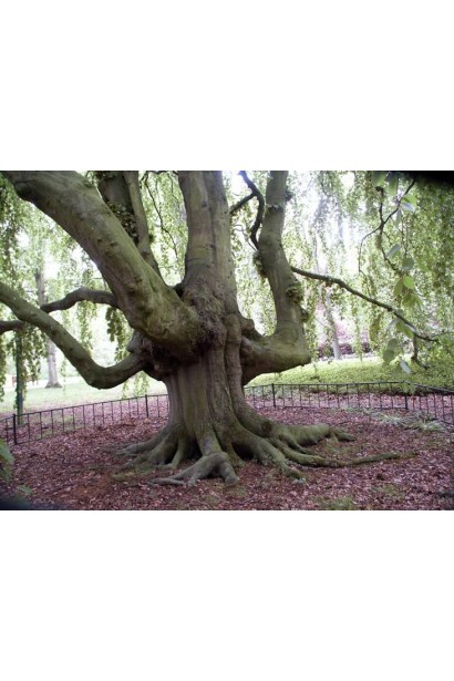 Fagus sylvatica старий екземпляр 