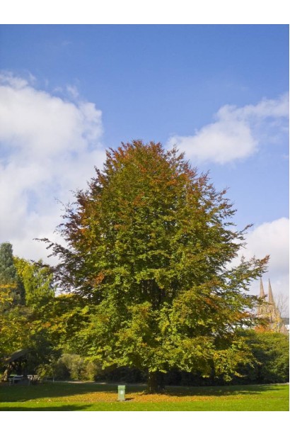 Бук лісовий