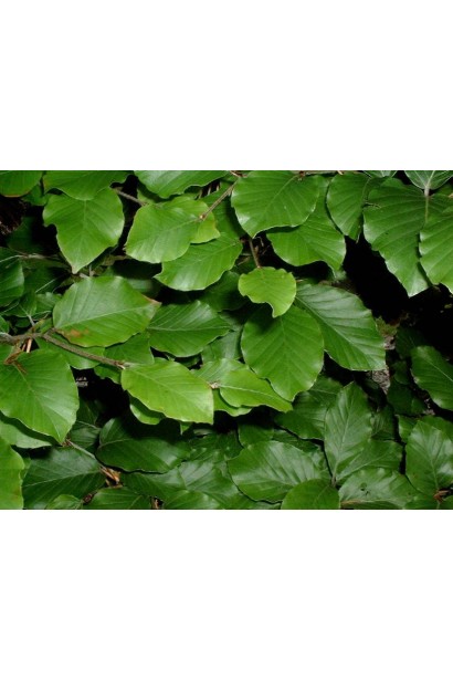 Бук лісовий темно-зелене листя навесні та влітку