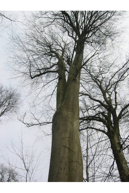 Бук лісовий сріблясто-сіра крона дерева