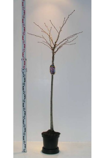 Вишня курильська Рубі саджанець в контейнері 140-160 см