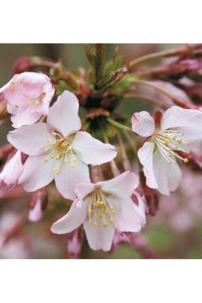 Вишня курильська Рубі ніжно-рожеві квіти
