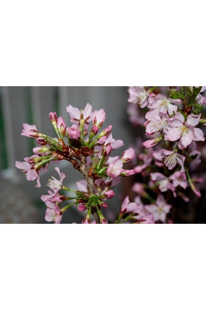 Вишня курильська Рубі 