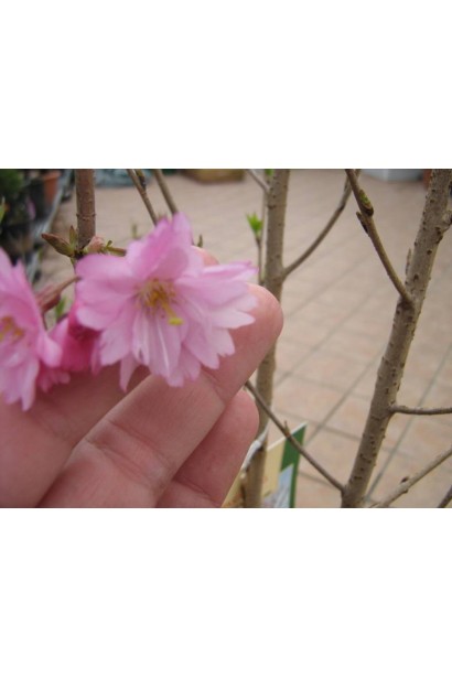 Prunus kurilensis Ruby