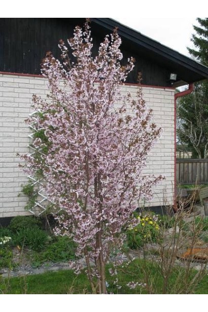 Вишня курильська Рубі дерево в саду