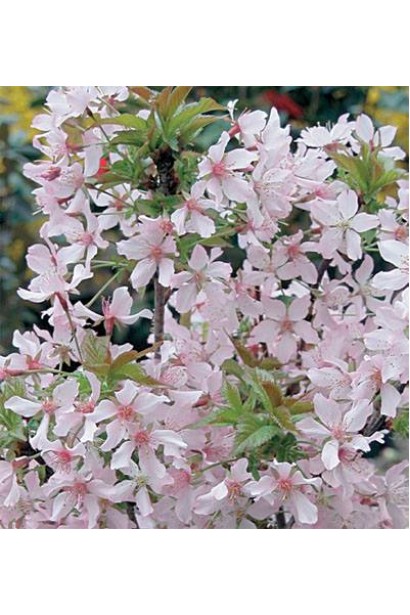 Вишня курильська Рубі рясне весняне цвітіння