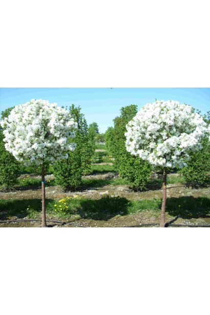 Вишня кустовая Умбракулифера в период цветения