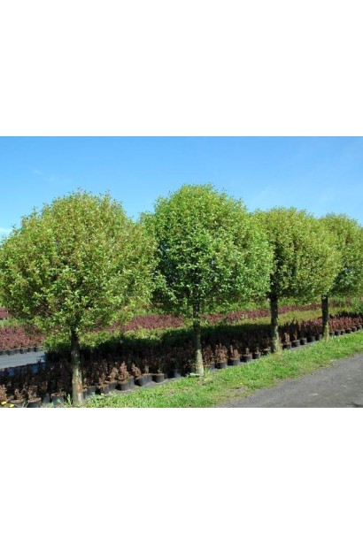 Декоративная вишня с шаровидной кроной