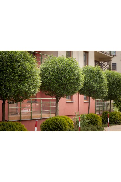 Вишня Умбракулифер штамбовая форма в ландшафте