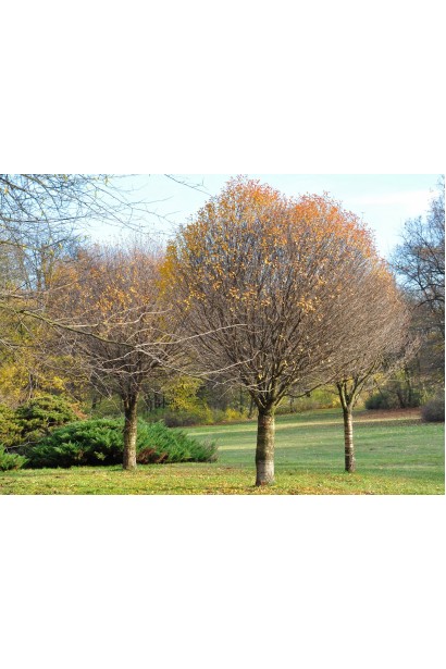 Вишня декоративная Умбракулифер осенью