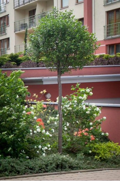 Вишня шаровидная Умбракулифера