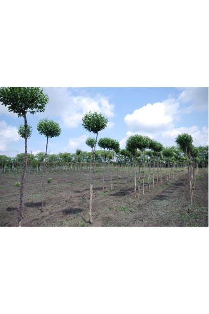 Вишня кустовая Умбракулифер на штамбе