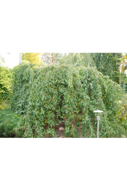 Вишня підшерстна Пендула дерево