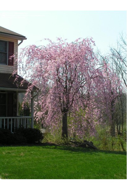 Вишня підшерстна Пендула (плакуча)