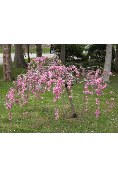 Вишня підшерстна Пендула цвітіння рожевими квітами
