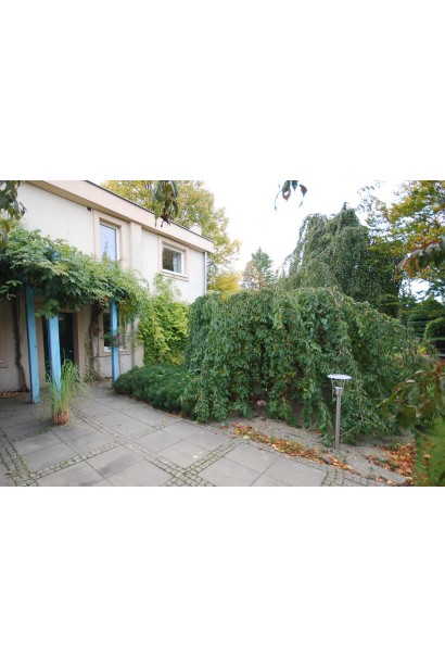 Вишня плакуча Пендула в ландшафті