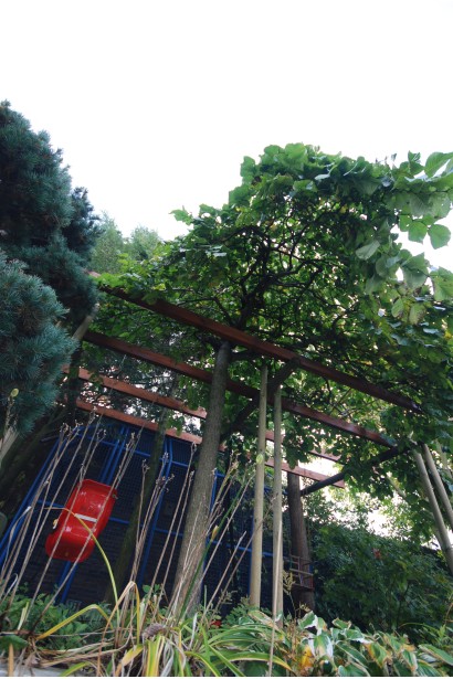 В’яз плакучий Кампердауні ландшафтний дизайн