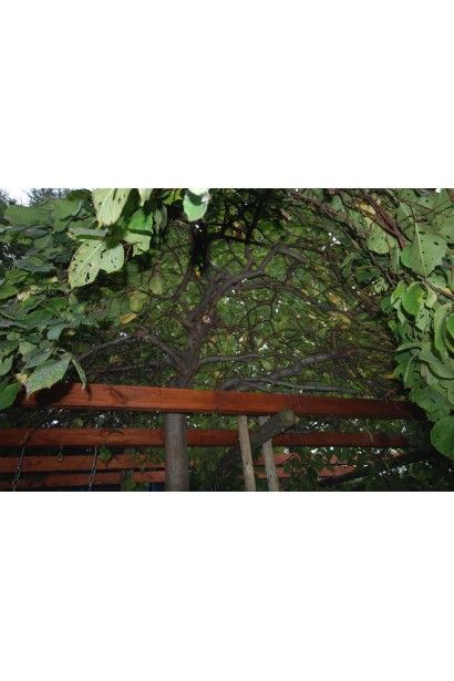 В’яз шотландський Кампердауні 