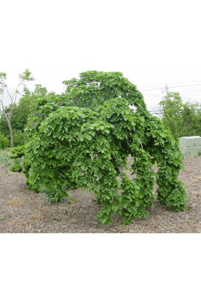 В’яз плакучий Кампердауні 