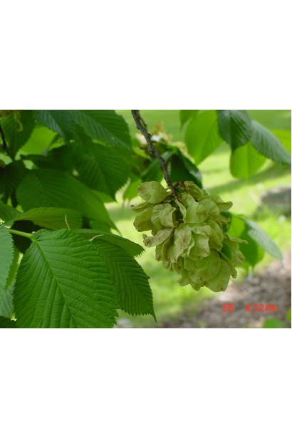 В’яз плакучий Кампердауні  листя