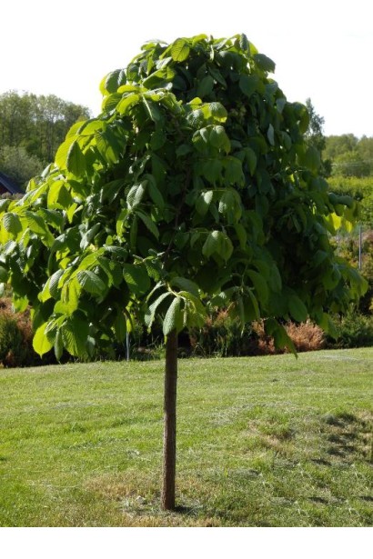 В’яз плакучий Camperdownii