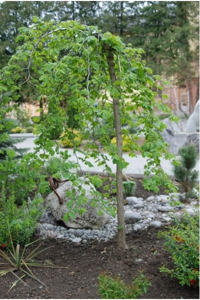 В’яз плакучий 