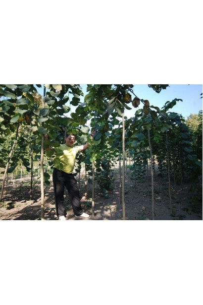 В`яз плакучий Кампердауні га штамбі в розсаднику