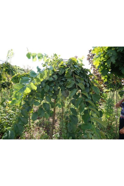 Ulmus glabra Camperdownii