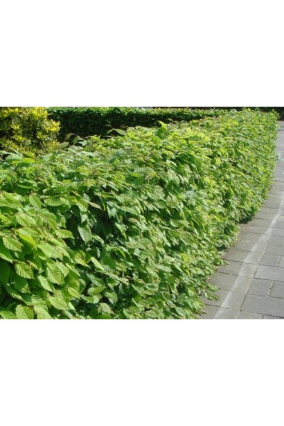 Граб звичайний строкатолистий живопліт