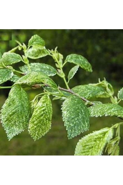 Граб звичайний строкатолистий