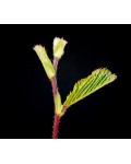 Граб звичайний строкатолистий | Граб обыкновенный пестролистый | Carpinus betulus variegata