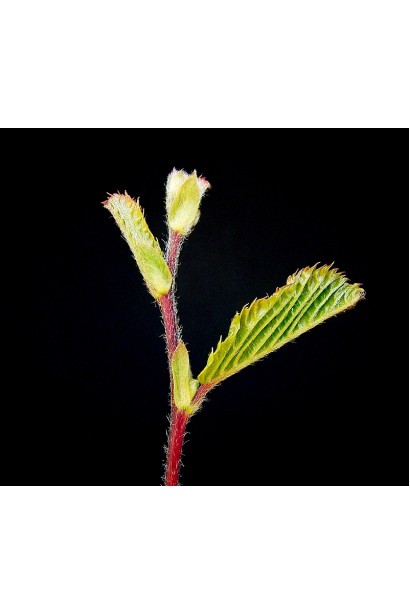 Carpinus betulus variegata