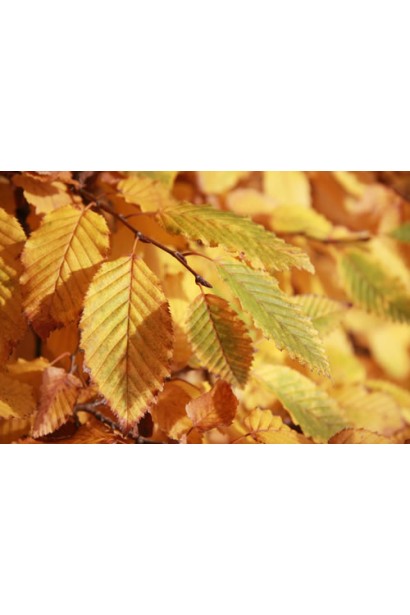 Граб звичайний строкатолистий восени