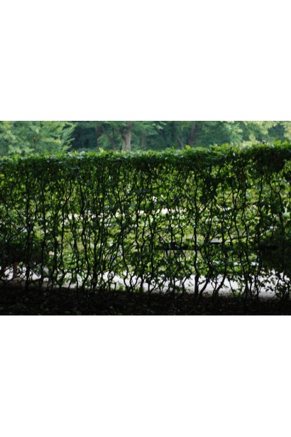 Граб звичайний строкатолистий жива зелена огорожа