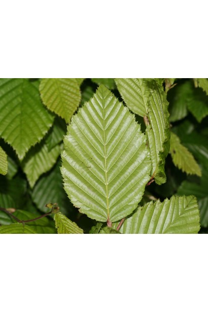 Граб звичайний Фастігіата (колоноподібний) | Граб обыкновенный Фастигиата (колоновидный) | Carpinus betulus Fastigiata