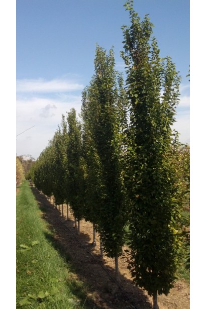 Граб звичайний Фастігіата (колоноподібний) | Граб обыкновенный Фастигиата (колоновидный) | Carpinus betulus Fastigiata