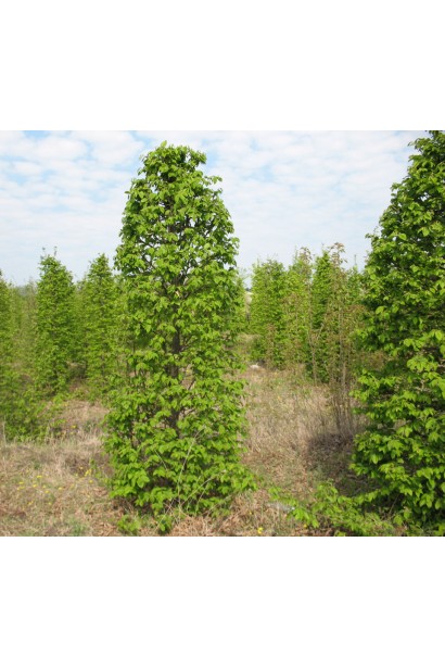 Граб звичайний Фастігіата (колоноподібний) | Граб обыкновенный Фастигиата (колоновидный) | Carpinus betulus Fastigiata