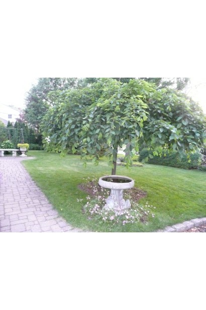 Граб звичайний плакучий