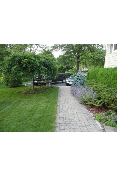 Граб звичайний Пендула в ландшафті