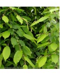 Граб обыкновенный Пендула (плакучий) | Граб звичайний Пендула (плакучий) | Carpinus betulus Pendula