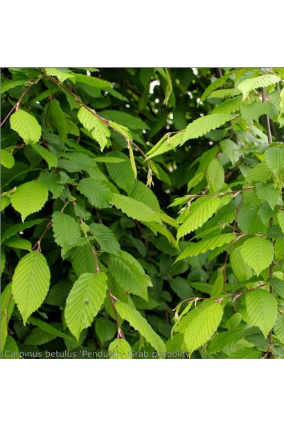Граб звичайний Пендула листя