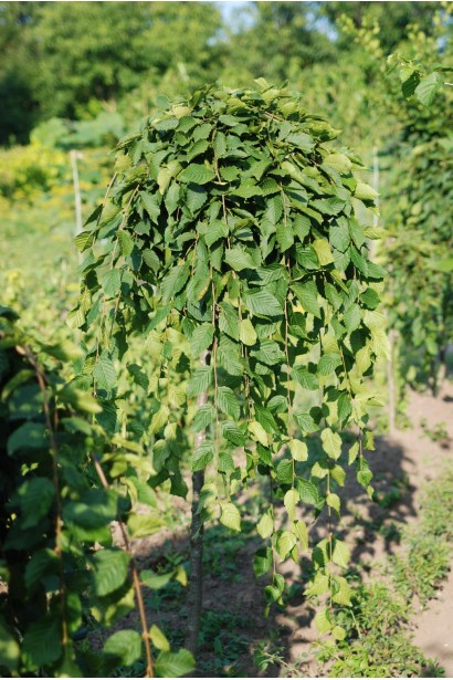 Граб Пендула плакуча форма крони