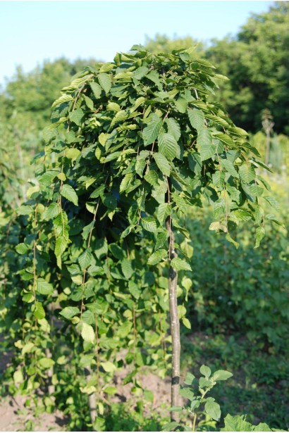 Плакуче листяне дерево